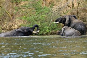 Elephants at Murchison Falls National Park. (Tom McShane Photography)